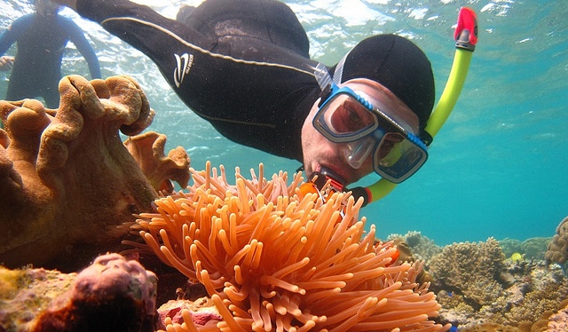 Amid fears of irreversible coral bleaching, an increasing number of tourists want to see the Great Barrier Reef ‘before it’s too late’. Image: Paul Arps, Diving for Nemo (Australia 2010), licensed under Creative Commons via flickr.